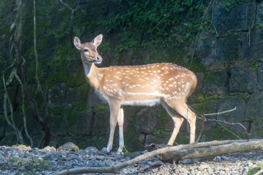 Benekli geyik gün ışığında parkta yürüyor.