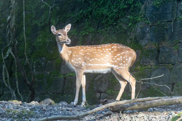 Benekli geyik gün ışığında parkta yürüyor.