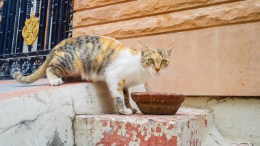 Süt kaseli sokak kedisi aşınmış beton basamaklarda