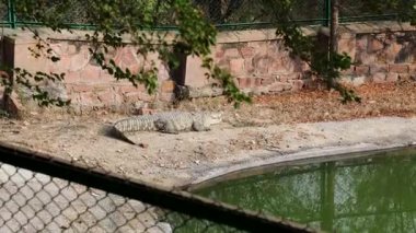 Timsah, vahşi yaşam parkının içindeki su birikintisinin yanında dinleniyor.