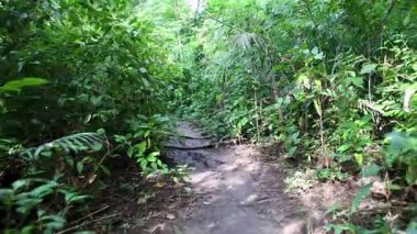 Yoğun tropikal yağmur ormanları arasında dolanan dar orman yolu.