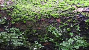 Yosun kaplı ahşap doğal orman dokusu