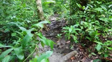Yoğun yağmur ormanları boyunca uzanan ıssız orman patikaları.