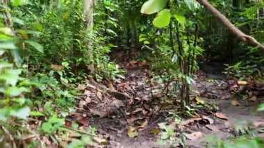 Vahşi doğa, sık tropikal orman bitki örtüsünün içinden geçen bir rota.