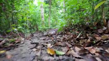 Tropikal ormanların yılan bakışı alçak açı, hareket bulanıklığı ve kamera sallaması.