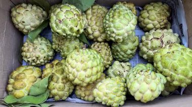 Taze muhallebi elmaları satışı için karton kutuda bir araya toplanmış.