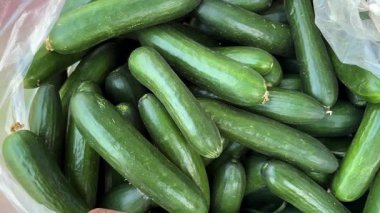 Sebze dükkanında satılık taze yeşil salatalıklar.