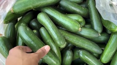 Yerel sebze pazarından taze salatalık seçiyorum.