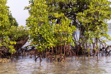 Sığ deniz suyunda yetişen kıyı mangrov ormanları