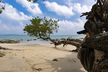 Düşen sahil ağacı ile doğal plaj erozyonu sahnesi