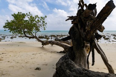 Yüzeysel okyanusa bakan yeşil ağaçlı huzurlu kumlu sahil