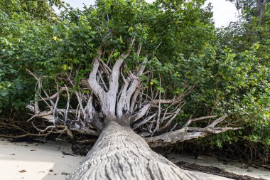 Boş kumsalda devrilmiş mangrov ağacı huzur veren doğa havası yaratıyor.