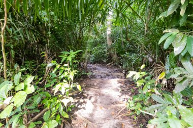 Yoğun yağmur ormanları boyunca uzanan ıssız orman patikaları.