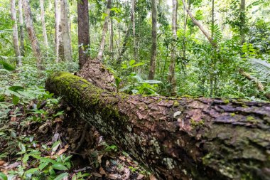 Düşen ağaç gövdesi, tropikal yağmur ormanlarının içinde yosunlarla kaplıydı.