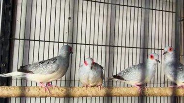 Parlak kırmızı gözlü gri güvercinler kuş kafesinin içinde oturuyorlar.