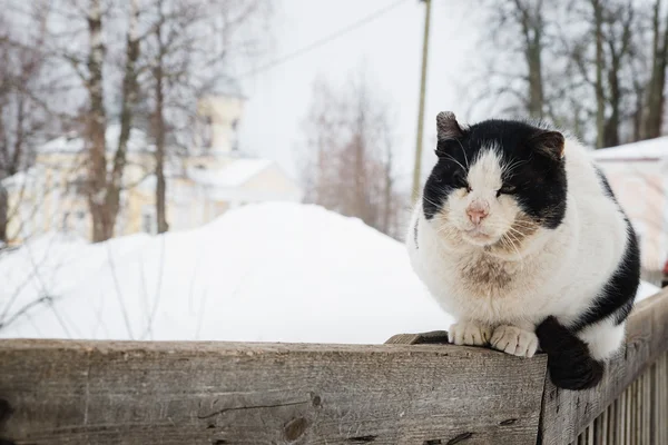 Velho gato gasto em uma cerca de madeira — Fotografia de Stock