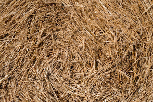 Background of hay
