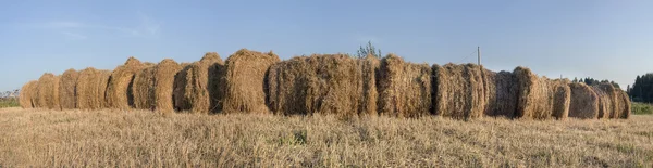 Bir alandaki haystacks — Stok fotoğraf