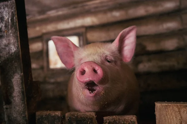 Junges Schwein Öffnete Sein Maul Geringer Schärfentiefe — Stockfoto