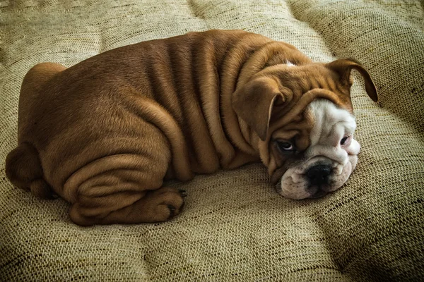 Lying puppy — Stock Photo, Image