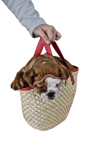 Bulldog cucciolo in un cesto — Foto Stock