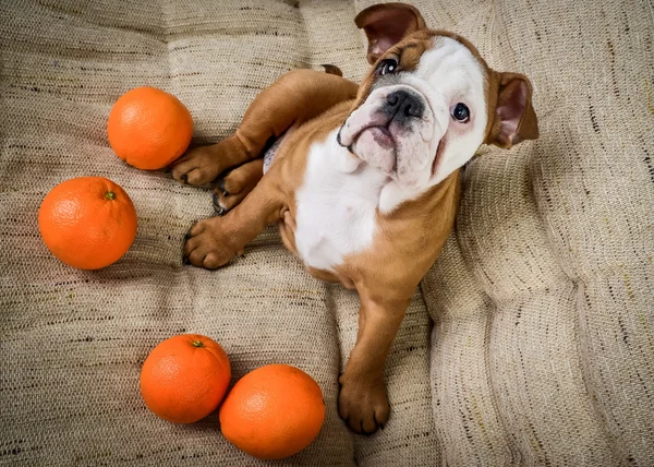 İngilizce bulldog yavrusu