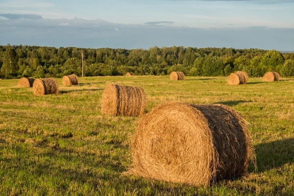 Haystacks in a field — Stock Photo, Image