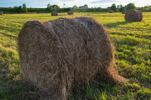 Haystacks em um campo — Fotografia de Stock