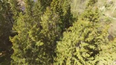 Ormanın Üzerinden Uçuş