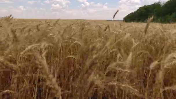 Zbor peste un câmp de grâu — Videoclip de stoc