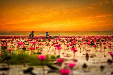 Deniz kırmızı lotus gündoğumu