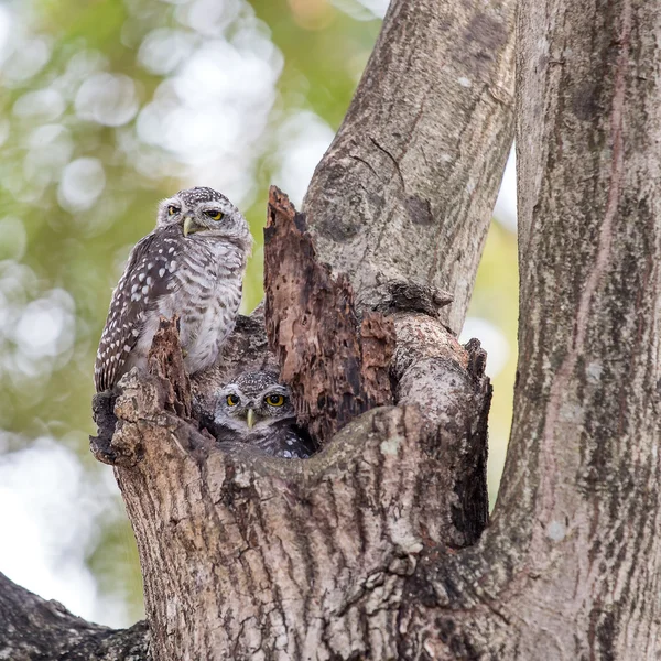 Couple Spotted owlet (Athene brama) — Stock Photo, Image