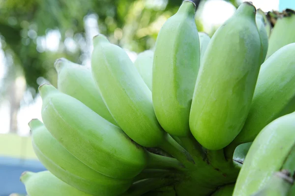 Green raw banana — Stock Photo, Image