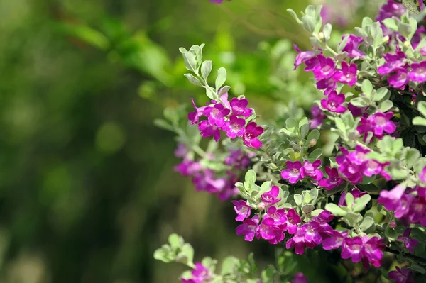 Pennello barometro viola — Foto Stock