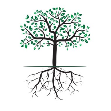 Yeşil ağaç kökleri