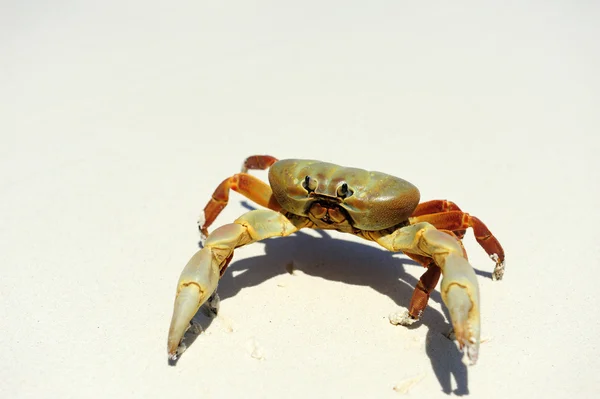 Hairy leg mountain crab — Stock Photo, Image