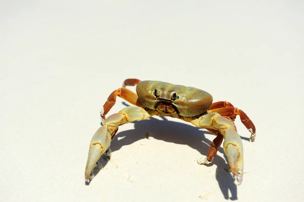 Gamba pelosa granchio di montagna — Foto Stock