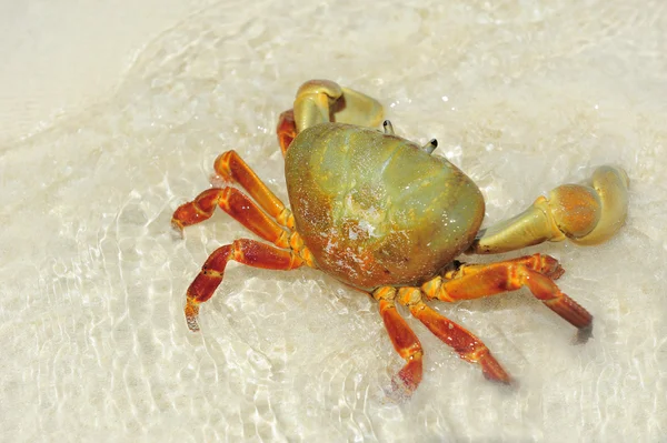 Hairy leg mountain crab — Stock Photo, Image