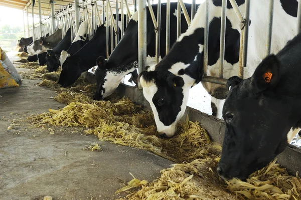 Vacche da latte di fila — Foto Stock
