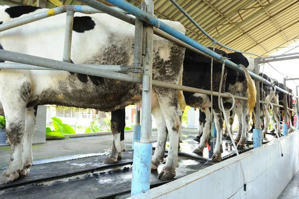 Vacche da latte — Foto Stock