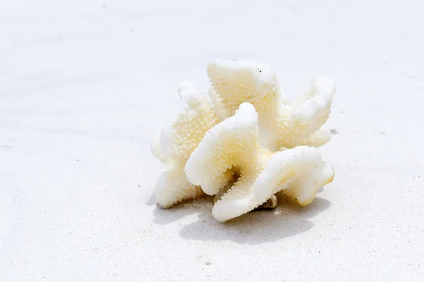 Coral — Stock Photo, Image