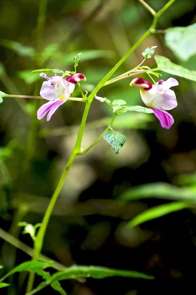 Flor de papagaio — Fotografia de Stock