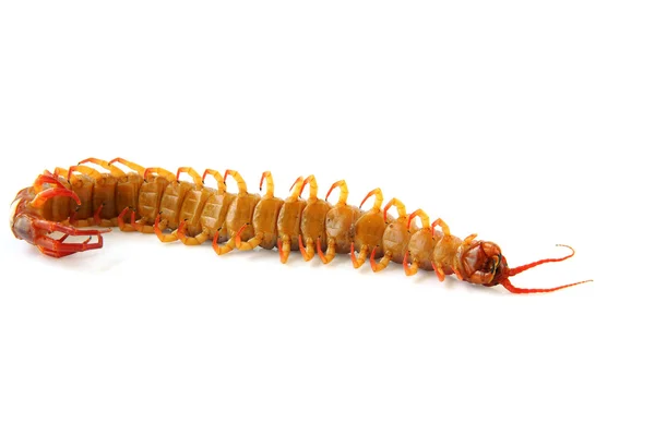 Large Centipede was dead — Stock Photo, Image