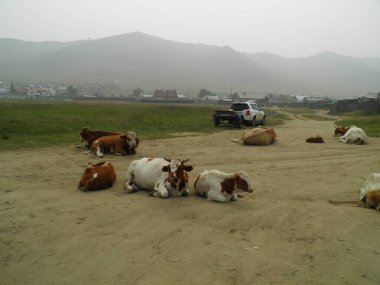 Sahildeki evcil hayvanlar Sahyurta Baykal köyü