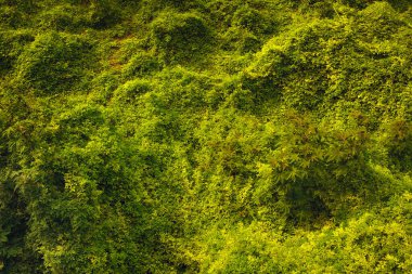 Toprağı kaplayan yemyeşil tropikal orman yapraklarının üst görüntüsü, parlak yapraklarla doğal arkaplan dokusu.