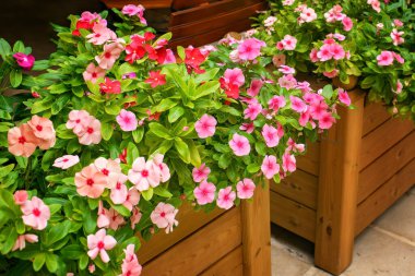 Parlak pembe ve kırmızı Madagaskar menekşesi çiçekleri güneşli bir şehir caddesinde, ahşap fidanlıklarda çiçek açıyor..