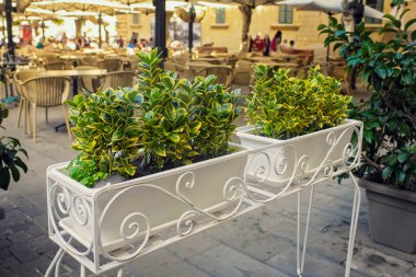 Güzel yeşil dekoratif bitkiler, açık bir kafede beyaz metal ekiciler içinde, rahat bir şehir atmosferi yaratıyorlar..