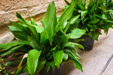 Büyük tozlu yaprakları olan yemyeşil aspidistra bitkileri açık sarı bir duvarın yanındaki siyah plastik kaplarda taş bir kaldırımda duruyorlar..