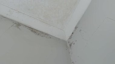 Malta 'da yaygın iç durum sorunları: iç duvarları ve tavanları etkileyen küf hasarı, Akdeniz ülkelerinin tipik yüksek neminden kaynaklanıyor.