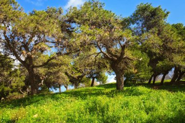 Canlı yeşil bir tepenin güzel manzarası kalın otlar, sarı kır çiçekleri, ve Malta 'da güneşli bir günde eski çam ağaçları.